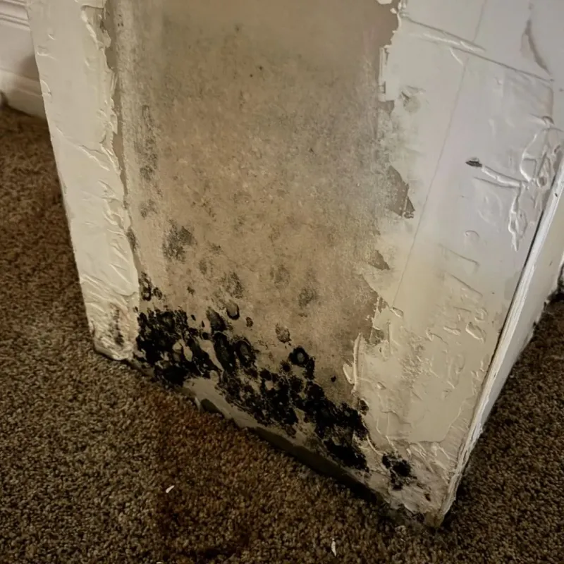 Professional Mold Removal in Middletown, MD